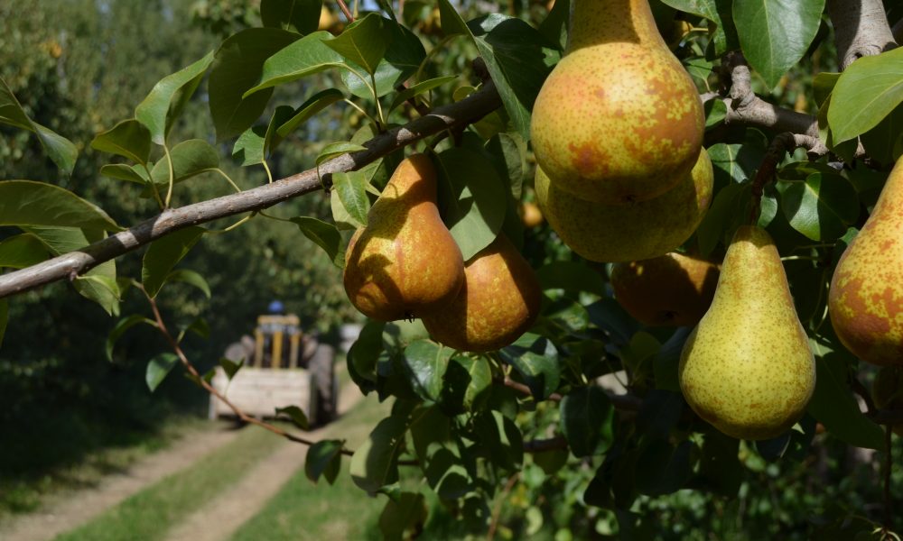 CAFI y el impacto del ajuste en la fruticultura