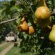 CAFI y el impacto del ajuste en la fruticultura