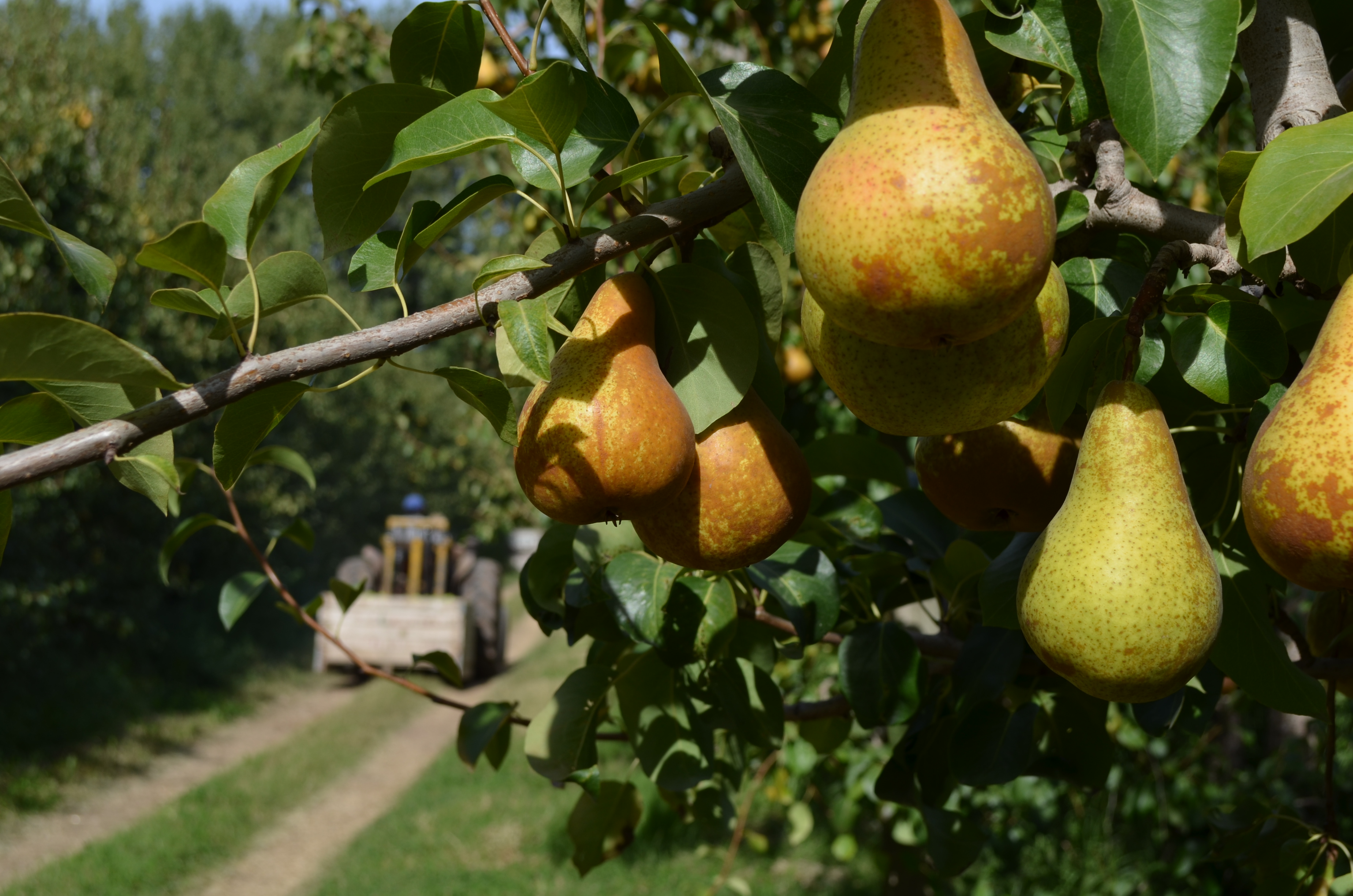 CAFI y el impacto del ajuste en la fruticultura