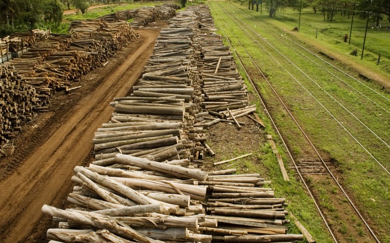 Casa de Piedra: Incautan madera