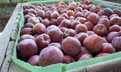 Manzana, la cosecha récord de la UE