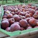 Manzana, la cosecha récord de la UE