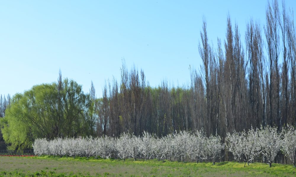 Almendros en flor