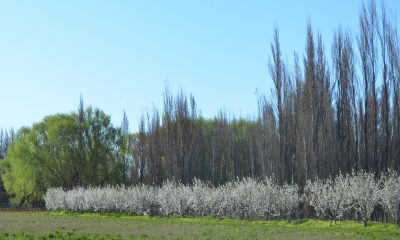 Almendros en flor