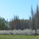 Almendros en flor