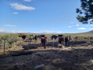 La estancia Laguna Larga se dedica hoy a la producción bovina.