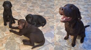 Tango, Zamba, Malbec y Piltri