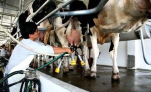 La caída en la producción es producto de la baja en el consumo local