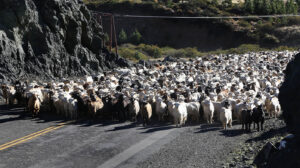 No se registraron emergencias durante la trashumancia.