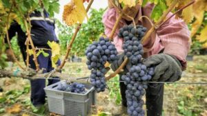 La INV alerta por una caída en el consumo de vino.