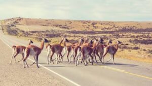 Los guanacos silvestres en la Patagonia han aumentado en cantidad.