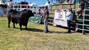 Muchos exponentes ganaderos presentes en la Expo Rural.